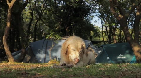 Golden retriever chewing Stock Footage 61966548