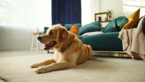 Golden retriever close-up. Obedient dog lying on floor in living room, looking Stock Footage 166317323
