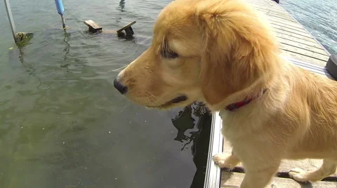 Golden Retriever on Dock Stock Footage 57751377