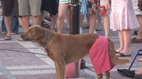 Golden Retriever Dog with crowd doing tricks and collecting dollar bills Stock Footage 5331448