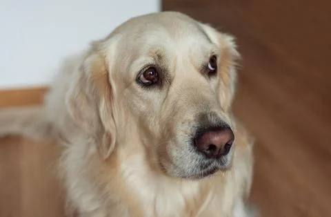 Golden retriever dog looking up with devoted eyes Fotos de archivo