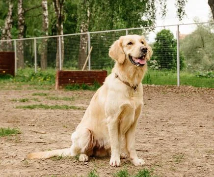 Golden Retriever dog performs the command to sit on the dog walking area Stock Photos
