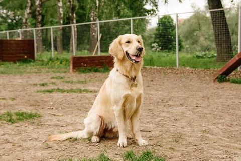 Golden Retriever dog performs the command to sit on the dog walking area Stock Photos