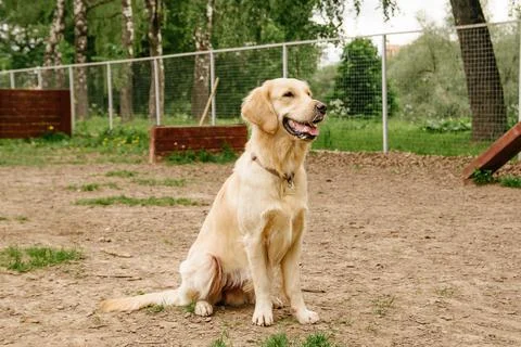 Golden Retriever dog performs the command to sit on the dog walking area Stock Photos