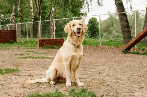 Golden Retriever dog performs the command to sit on the dog walking area Stock Photos