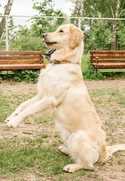 A golden retriever dog performs a command called a bunny sitting on its hind  Stock Photos