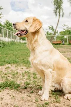 Golden Retriever dog performs the command to sit on the dog walking area Stock Photos