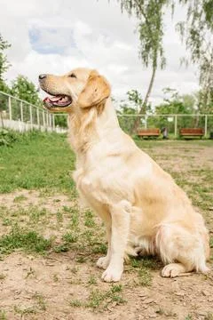 Golden Retriever dog performs the command to sit on the dog walking area Stock Photos