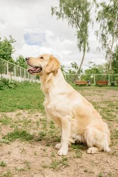 Golden Retriever dog performs the command to sit on the dog walking area Stock Photos
