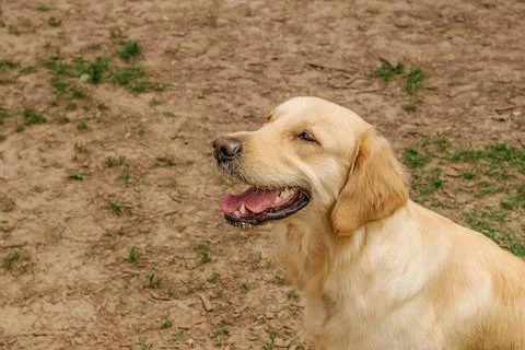 Golden Retriever dog performs the command to sit on the dog walking area Stock Photos