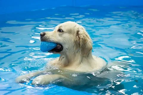 Golden retriever dog playing with ball in the swimming pool. Pet rehabilitation Stock Photos