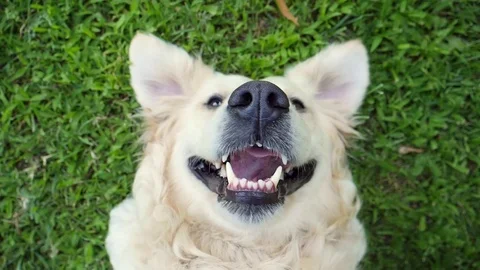 Golden Retriever dog smiling Stock Footage