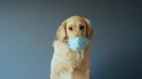 Golden retriever dog using a face mask as a coronavirus spreading prevention Stock Footage 131012811