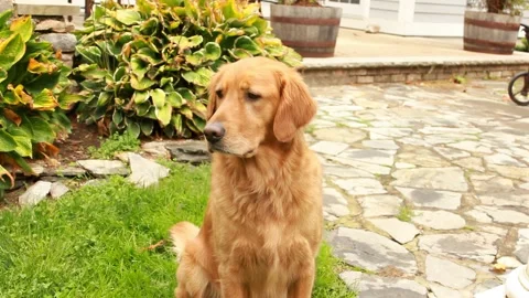 Golden Retriever Ears Perking Stock Footage 344897153