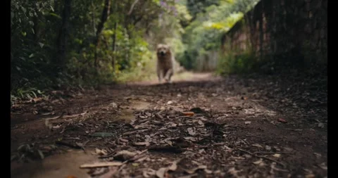 Golden Retriever Exploring Forest Path Stock Footage 336029598