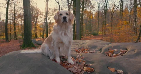 Golden Retriever exploring in a forest - Taking a Break on a Boulder -  sequence Vídeo Stock 166032357
