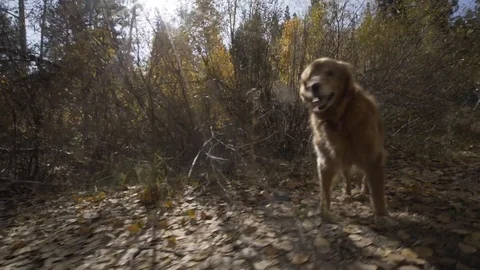 Golden Retriever on Fall Trail Stock Footage 95216875