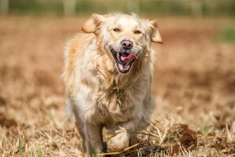 Golden retriever in fields Stock Photos