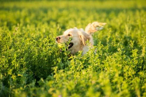 Golden Retriever in the Fields Stock Photos