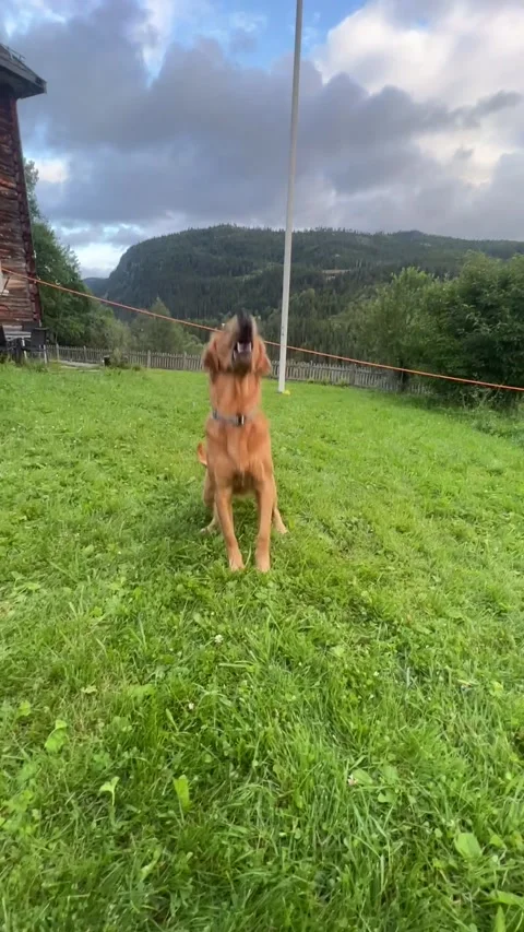 Golden Retriever Flips While Retrieving Ball, Hallingdal, Norway - 24 Jul 2024 Stock Footage 297118789