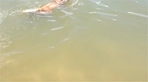 Golden Retriever Video stock 46859461