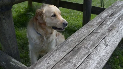 Golden Retriever Stock Footage 77676391