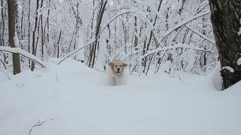 Golden retriever Stock Footage 88384847
