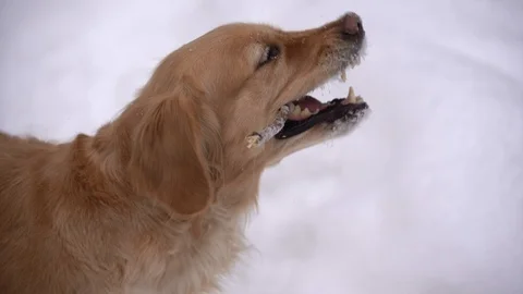 Golden Retriever Stock Footage 101732523