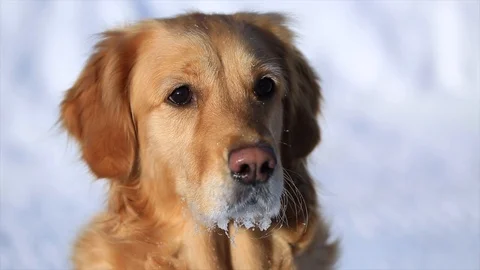 Golden retriever Stock Footage 105014527