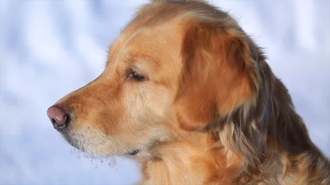 Golden retriever Stock Footage 105014588