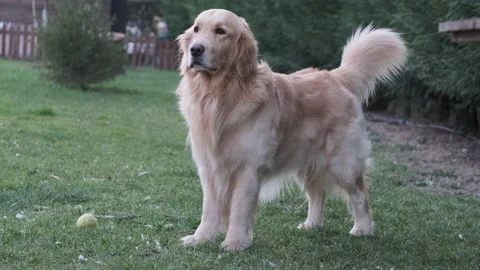 Golden retriever Vídeo Stock 149756230