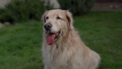Golden retriever Stock Footage 272448192