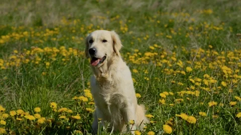 Golden retriever in the grass Stock Footage 309021935