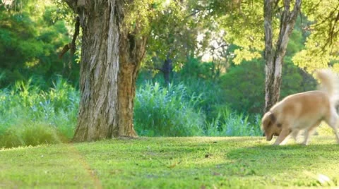 Golden retriever having fun fetching a stick in the park Stock Footage 10880326