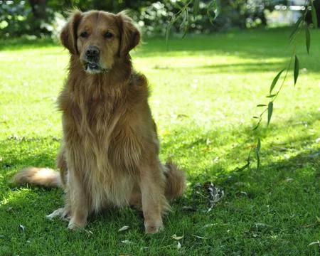 Golden Retriever having fun in park. Foto stock