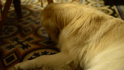 Golden retriever at home Видео 78626945