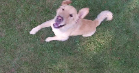 Golden Retriever Jumping up Face down angle Stock Footage 54568170