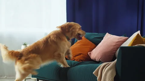 Golden retriever jumping on sofa in living room. Happy domestic animal concept Stock Footage 166317108