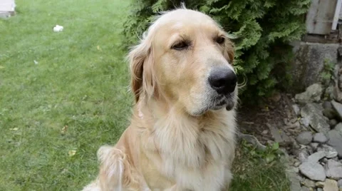 Golden retriever looking to the camera Stock Footage 54276487