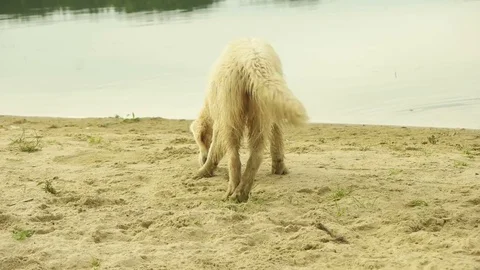 Golden retriever looking for Stock Footage 77616934