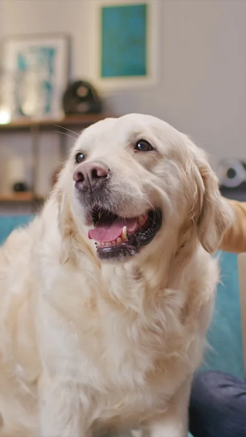 Golden retriever looking joyful while being gently patted on head by person in Stock Footage 311443714