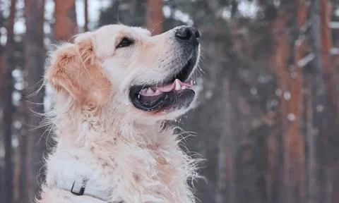 A golden retriever is looking up at something off-camera Foto stock