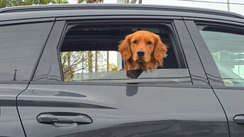 Golden retriever looking through an open car window during travel, Pet dog Stockbeeldmateriaal 340414908