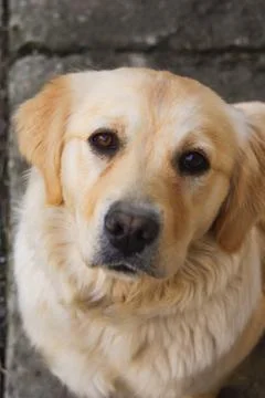 Golden retriever looking at you Stock Photos