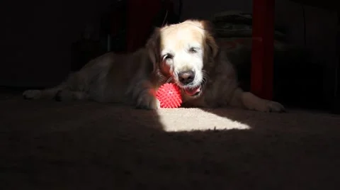 Golden retriever lying on the carpet in sunlight rays and playing ball Видео 61431237