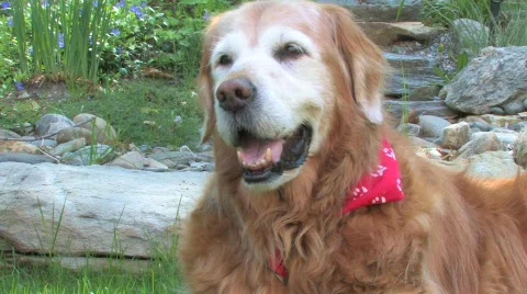 Golden Retriever lying down Video stock 430636