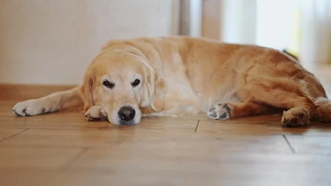 Golden Retriever lying on the floor Stock Footage 278654647