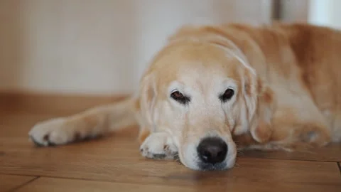 Golden Retriever lying on the floor Stock Footage 287957836