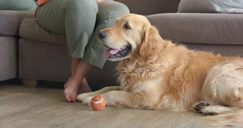 Golden retriever is lying on floor in living room, tracking sofa shift and Vídeo Stock 341932353