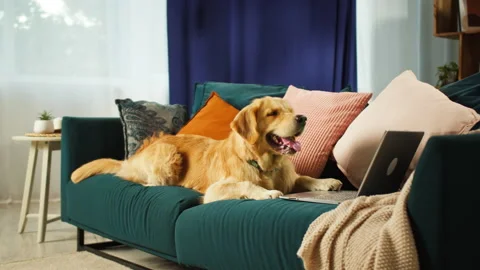 Golden retriever lying on sofa and looking at laptop screen in living room Stock Footage 166317757
